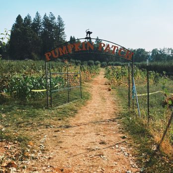 O'Halloran's Apple Trail Ranch - Pumpkin patch entrance. - Farmers Market Near Me - Camino, California