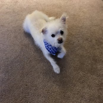 Woofie’s - Dog Walkers Near Me - Ashburn, Virginia