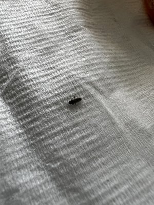 Phở Fusion & Grill by null