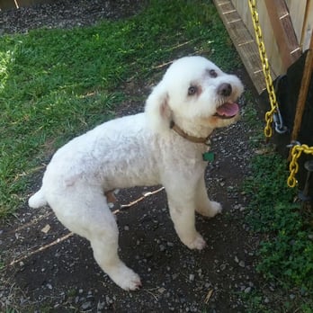 Canine Cottage - I'm ready to go - Pet Groomers Near Me - Monroe, Washington
