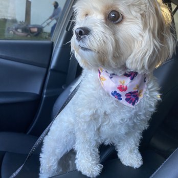Coventry Pet Resort - Before grooming with Francis - Pet Sitting Near Me - Redlands, California
