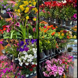 Raley's - Beautiful flowers today!