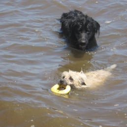 dogs enjoying the water