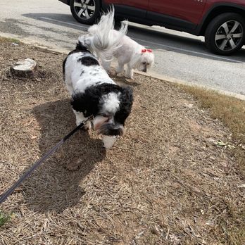 Canine Cuties - Pet Groomers Near Me