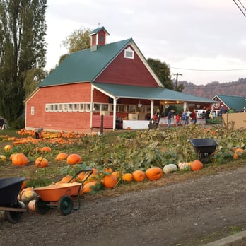 Bob's Corn & Pumpkin Farm - Pumpkin Patches Near Me - Snohomish, Washington Bob's Corn & Pumpkin Farm - Pumpkin Patches Near Me - Snohomish, Washington