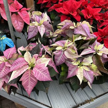 Thomson's Landscaping - Perfection. - Nurseries & Gardening Near Me - Marietta, Ohio