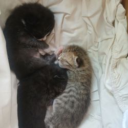 North Florida Feed and Farm Supply - The baby kittens who are going to be healthy and happy. Thank you to Angie!!