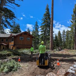 Skyline Tree Service - Topped and ready to drop