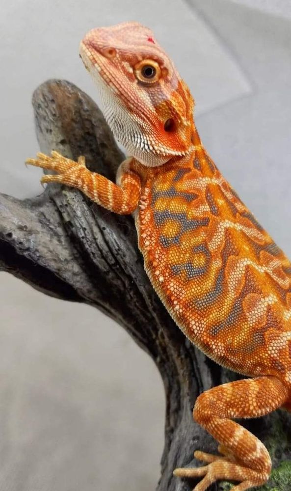 Bloodmoon Dragons - reptile breeding in Xenia, OH