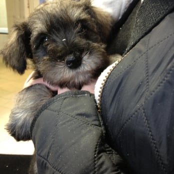 A Regan & Colleagues - Dora on her first outing to the Vets : ) - Veterinarians Near Me - Manchester, MAN A Regan & Colleagues - Dora on her first outing to the Vets : ) - Veterinarians Near Me - Manchester, MAN
