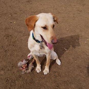 Desert Breeze Dog Park - Dog Parks Near Me - Las Vegas, Nevada Desert Breeze Dog Park - Dog Parks Near Me - Las Vegas, Nevada