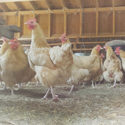 Frush Farm - The ladies