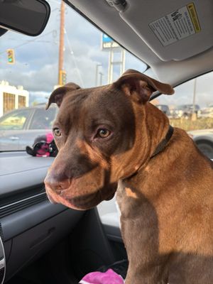 Humane Society For Tacoma and Pierce County