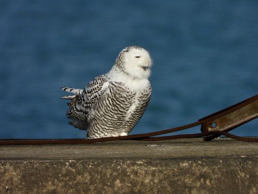 Montrose Point Bird Sanctuary by null