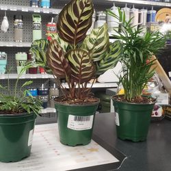 Evergreen Way Ace Hardware