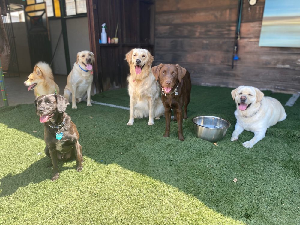 theclubhouse.dog - pet boarding facility in San Diego, CA