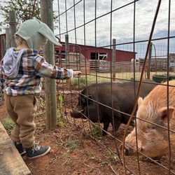 The Patch - Pigs