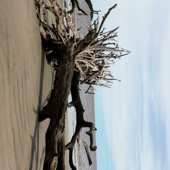 Driftwood Beach - Beaches Near Me - Jekyll Island, Georgia Driftwood Beach - Beaches Near Me - Jekyll Island, Georgia