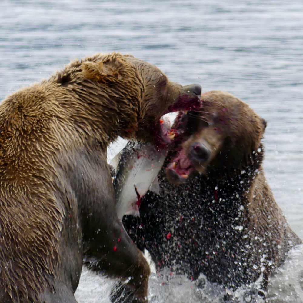 Alaska Bear Adventures - The awesome power of These bears in a fight for food...to the victor goes the spoils! - Hiking Near Me - Homer, Alaska Alaska Bear Adventures - The awesome power of These bears in a fight for food...to the victor goes the spoils! - Hiking Near Me - Homer, Alaska