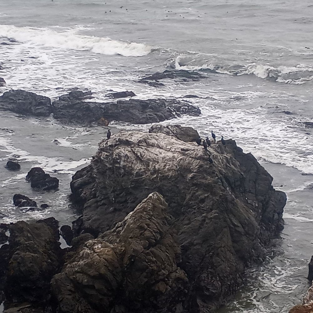 Harmony Headlands State Park - Birds and rocks and ocean - Parks Near Me - Cayucos, California Harmony Headlands State Park - Birds and rocks and ocean - Parks Near Me - Cayucos, California