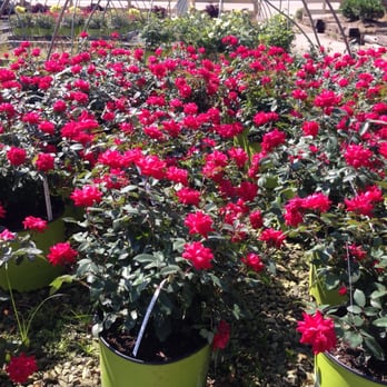 Christy's Nursery - Red Double Knockout Roses - Nurseries & Gardening Near Me - Concord, North Carolina Christy's Nursery - Red Double Knockout Roses - Nurseries & Gardening Near Me - Concord, North Carolina