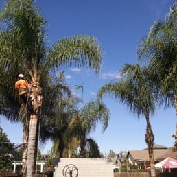 Cutting one ofnour larger palms out of 8.
