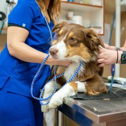 Paws for a Cause Vet Care - Presurgical care