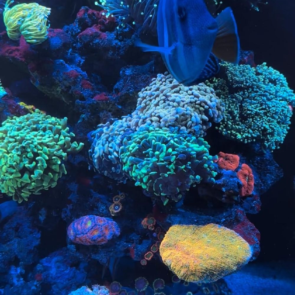 TOP 10 BEST Aquarium Restaurant in Daytona Beach, FL - Updated 2026 - Yelp, image size:1000x1000