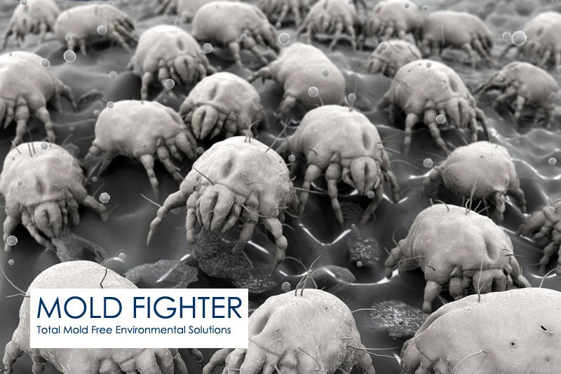 Mold Fighter - mold inspector in Irvine, CA