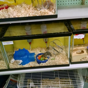 petland discounts brooklyn