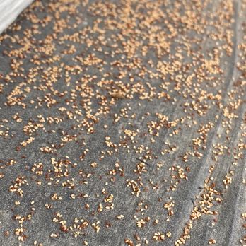 Third Coast Home and Commercial Services - Drywood termite droppings, or frass, are small, six-sided pellets that resemble tiny grains of sand, and their presence is a key indicator o - Pest Control Near Me - Houston, Texas Third Coast Home and Commercial Services - Drywood termite droppings, or frass, are small, six-sided pellets that resemble tiny grains of sand, and their presence is a key indicator o - Pest Control Near Me - Houston, Texas
