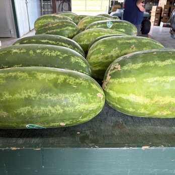 Pavlock Farms - Round watermelons also available. - Farmers Market Near Me - Rosenberg, Texas Pavlock Farms - Round watermelons also available. - Farmers Market Near Me - Rosenberg, Texas