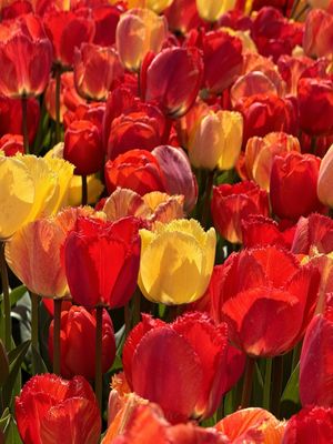 Tulip Valley Farms by null