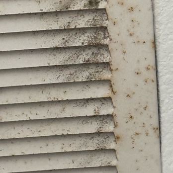Garden City Realty - Mold - Property Management Near Me - City Beach, South Carolina Garden City Realty - Mold - Property Management Near Me - City Beach, South Carolina