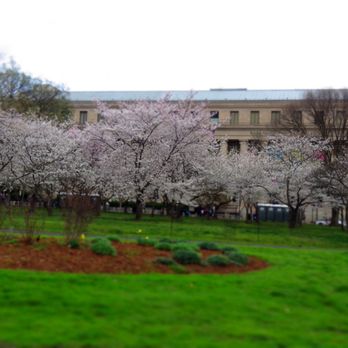Tidal Basin - Cherry blossoms welcome you to Washington, DC during spring 2020. - Lakes Near Me - Washington, DC, District of Columbia Tidal Basin - Cherry blossoms welcome you to Washington, DC during spring 2020. - Lakes Near Me - Washington, DC, District of Columbia