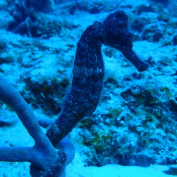Scuba Life Cozumel - Scuba Diving Near Me - Cozumel, ROO Scuba Life Cozumel - Scuba Diving Near Me - Cozumel, ROO