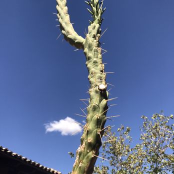 Blanco Cocina + Cantina - Tacos Near Me - Tucson, Arizona