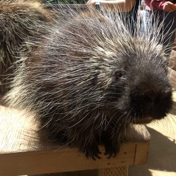 Wildlife Learning Center - Feeding a porcupine. - Zoos Near Me - Sylmar, California