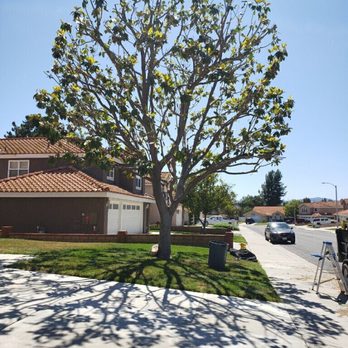 Quality Tree Service - Side view. Branches no longer drooping on the road. - Tree Services Near Me