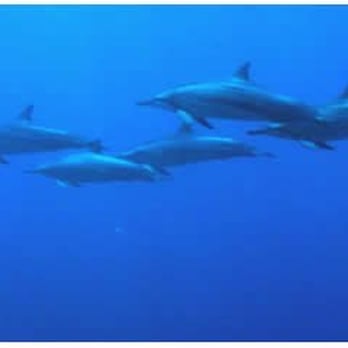 Maui Scuba Mike - Scuba Diving Near Me Maui Scuba Mike - Scuba Diving Near Me