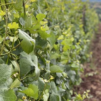 Furioso Vineyards - a row of vines in a vineyard - Wine Tasting Room Near Me - Dundee, Oregon