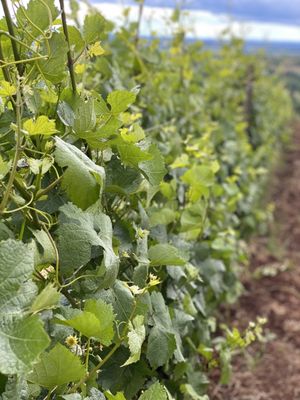 Furioso Vineyards by null