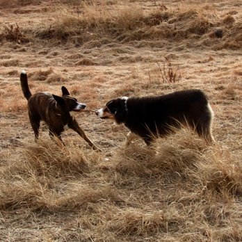 Bark Busters Home Dog Training - Reno - Tug of War - Pet Training Near Me Bark Busters Home Dog Training - Reno - Tug of War - Pet Training Near Me