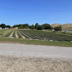 Stony Point Strawberry Farm - Grown right here!