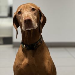 Grossman Chevrolet - The very handsome closer Beckett