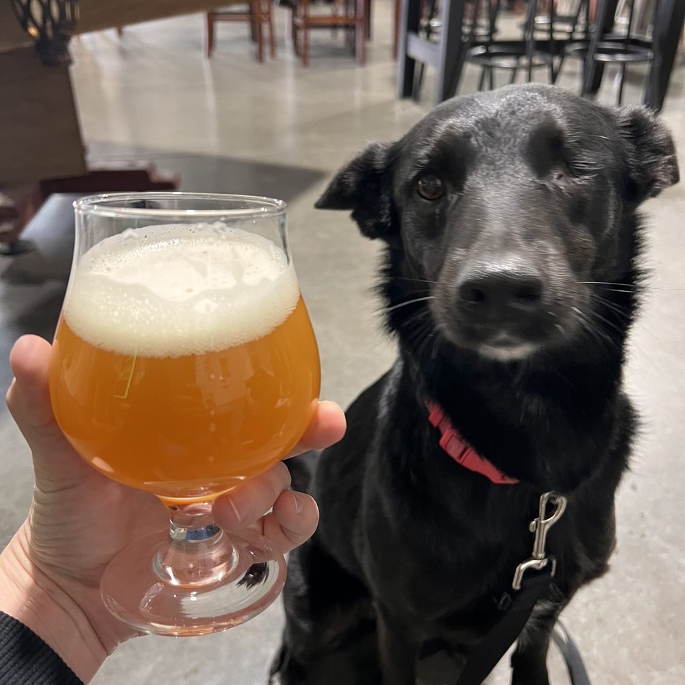 Beer, dog Beer, dog