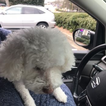 Befur and After - Uneven cut. Hair still matted and unbrushed. Scalped her body. This was taken in their parking lot the second I picked them up. - Pet Groomers Near Me - Kennesaw, Georgia