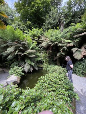 Trebah Garden by null
