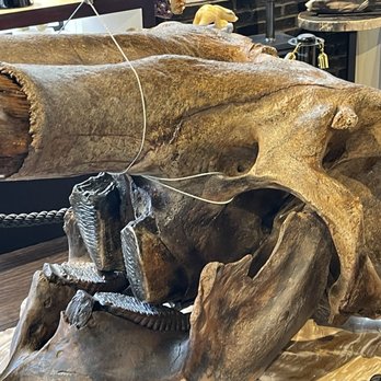 Sairen - Woolly mammoth fossil - Women's Clothing Near Me - Seattle, Washington Sairen - Woolly mammoth fossil - Women's Clothing Near Me - Seattle, Washington