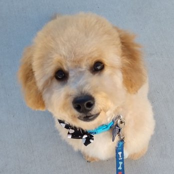 Must Love Paws - Pet Groomers Near Me Must Love Paws - Pet Groomers Near Me